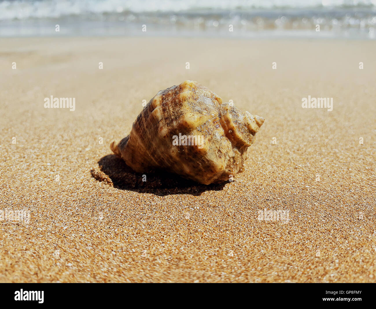 Gros buccin coquille dans le sable près de la mer. Vacances d'arrière-plan Banque D'Images