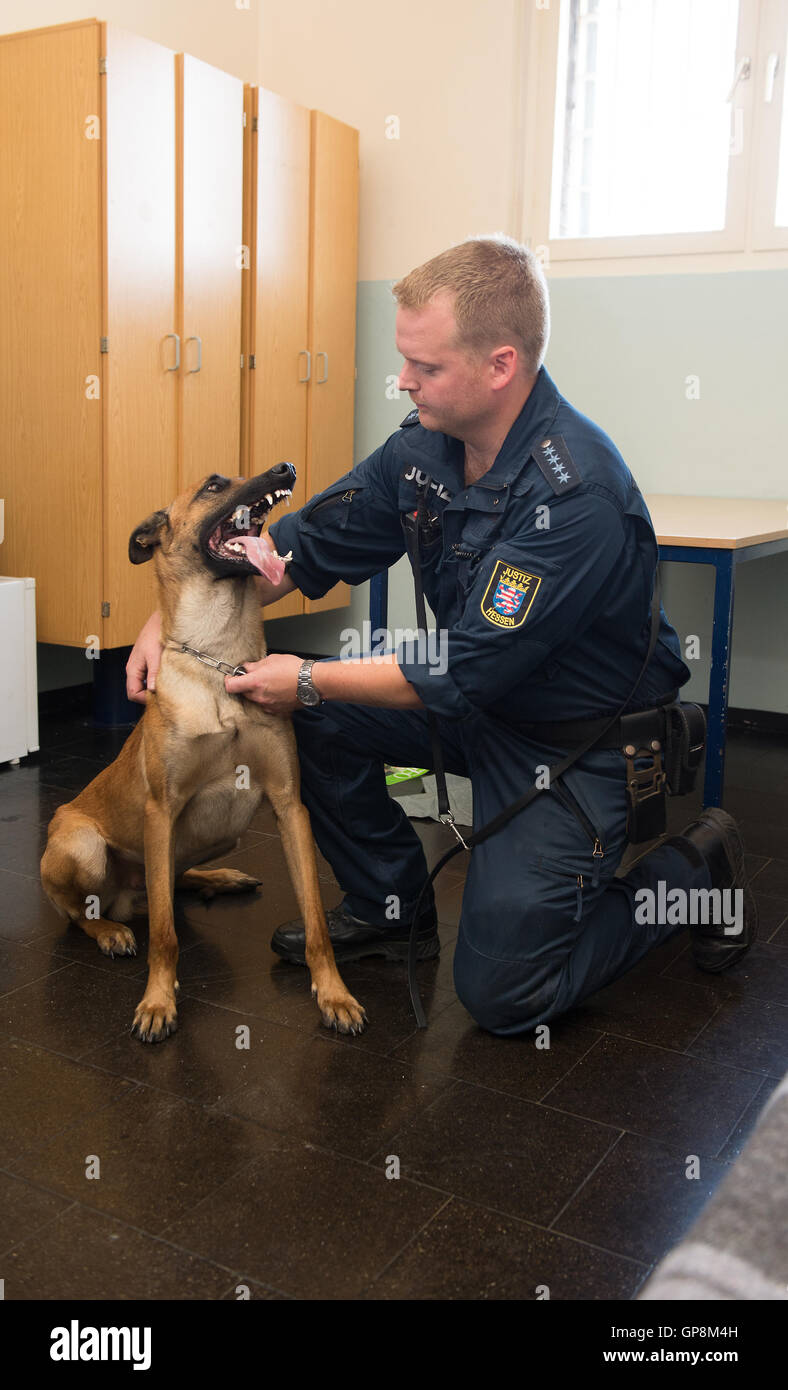 Kassel, Allemagne. 2e, 2016 Sep. Handy chien renifleur Bono et son chien Florian Gimbel à la recherche de téléphones mobiles dans une cellule à la JVA Kassel I (prison) à Kassel, Allemagne, 2 septembre 2016. Le chien spécialement formés peuvent suivre les téléphones mobiles et est dit pour empêcher la contrebande de prisonniers dans les prisons. PHOTO : SWEN PFOERTNER/dpa/Alamy Live News Banque D'Images