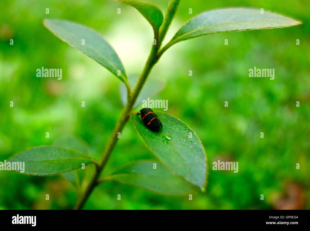 Close up d'un coléoptère noir avec bandes rouges sur une feuille. Banque D'Images