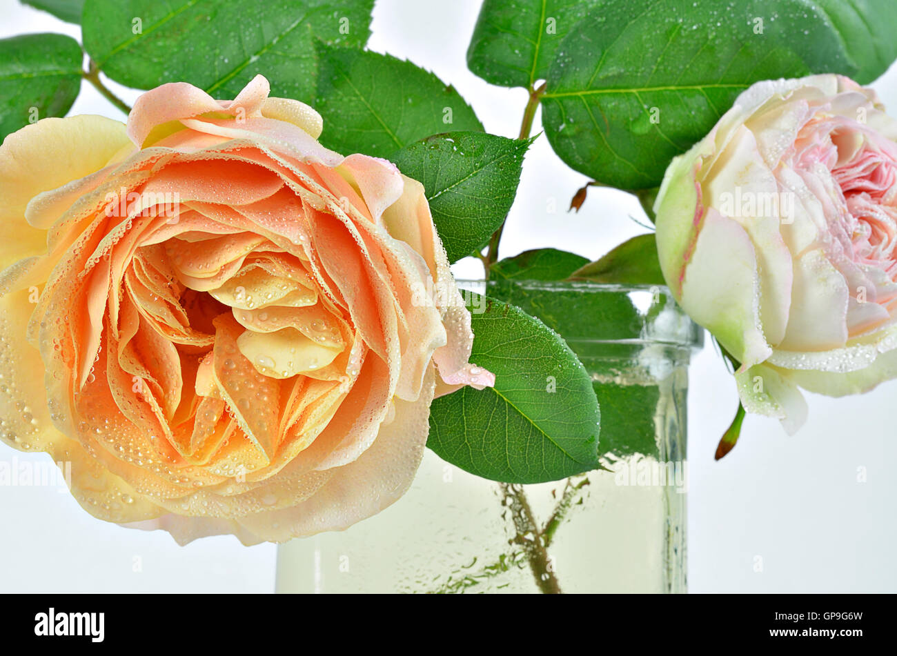 Extreme close up de deux roses, jaune et blanc, avec de l'eau tombe dans un vase sur fond blanc, horizontal Banque D'Images
