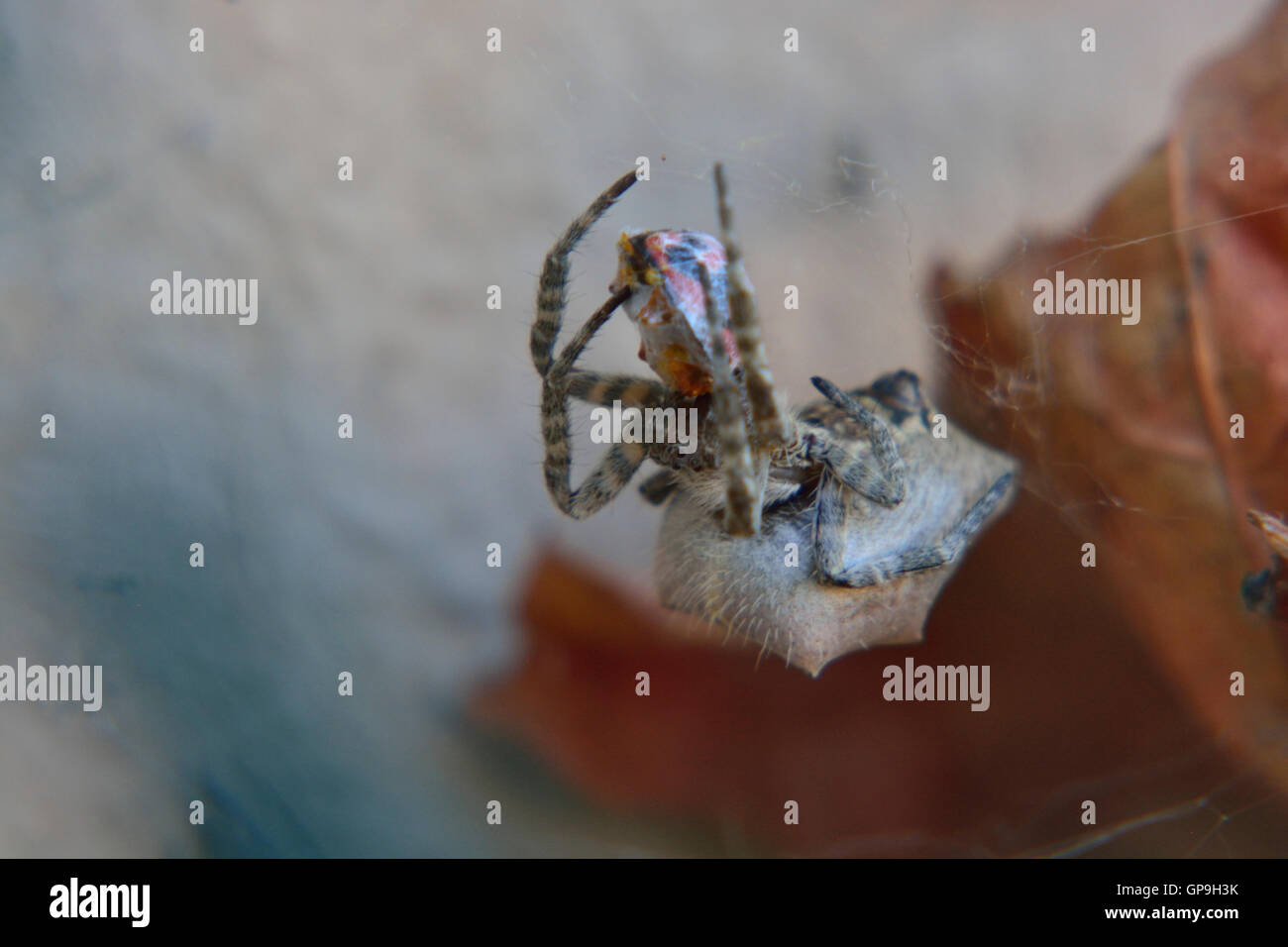 De Macro-déchets femelle araignée ligne la capture et l'utilisation d'un bug Coccinelle rouge et noire. Cyclosa chasseur et chassé. Banque D'Images