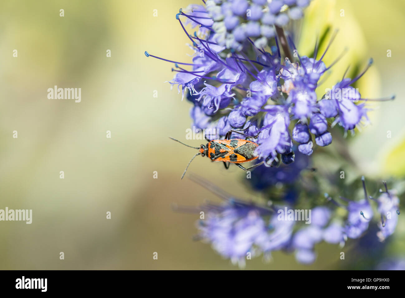 Un bug de cannelle (Corizus hyoscyami) sur l'or (Caryopteris Worcester Barbe-bleue × clandonensis) Banque D'Images