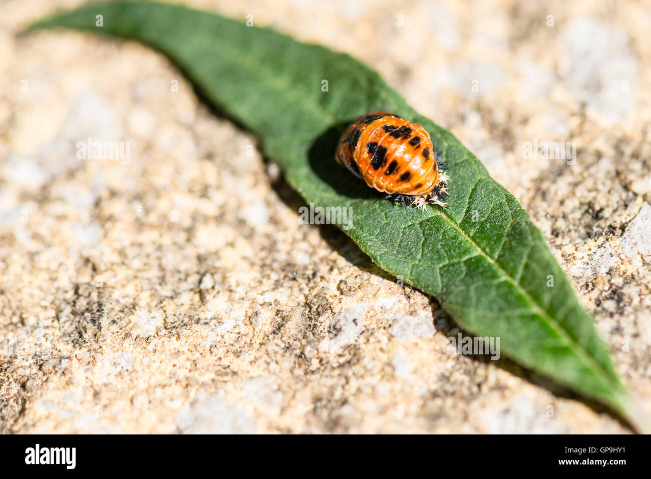 Cycle de vie de coccinelle Banque de photographies et d’images à haute — free download