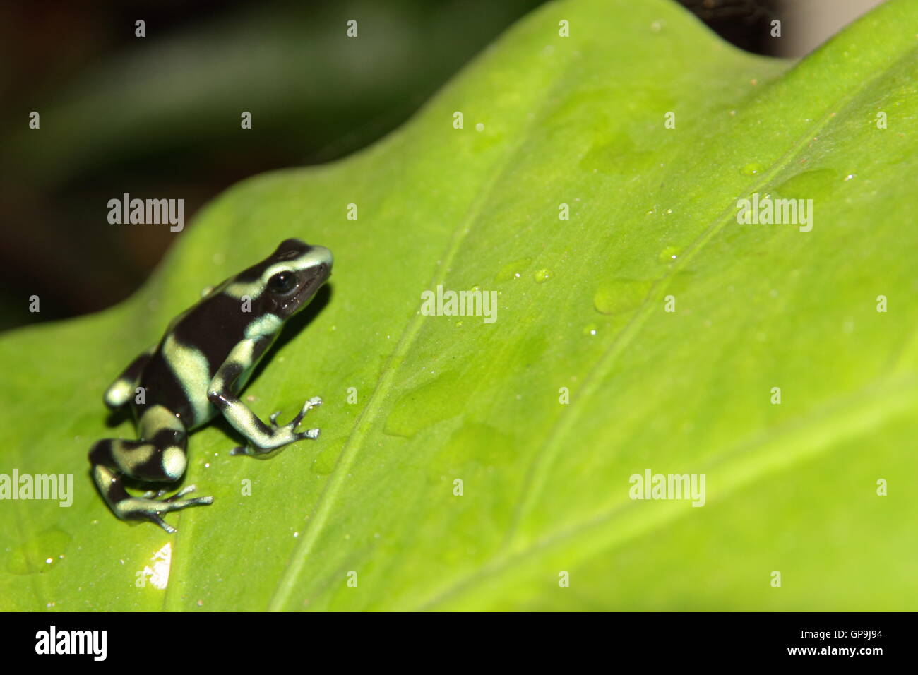 Green and Black Poison Dart Frog, (Dendrobates auratus), dans les forêts tropicales, Manuel Antonio, Costa Rica Banque D'Images