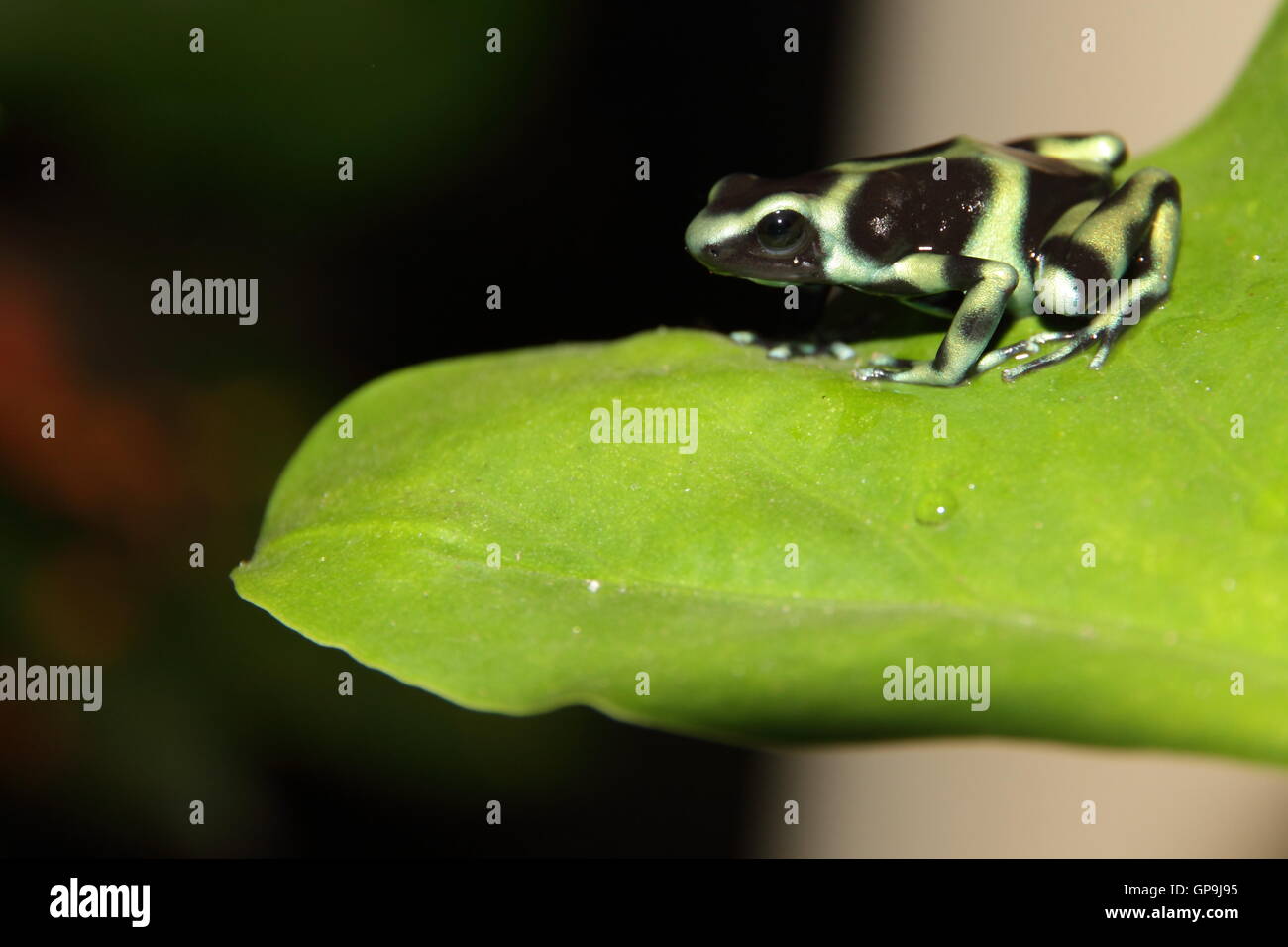 Green and Black Poison Dart Frog, (Dendrobates auratus), dans les forêts tropicales, Manuel Antonio, Costa Rica Banque D'Images