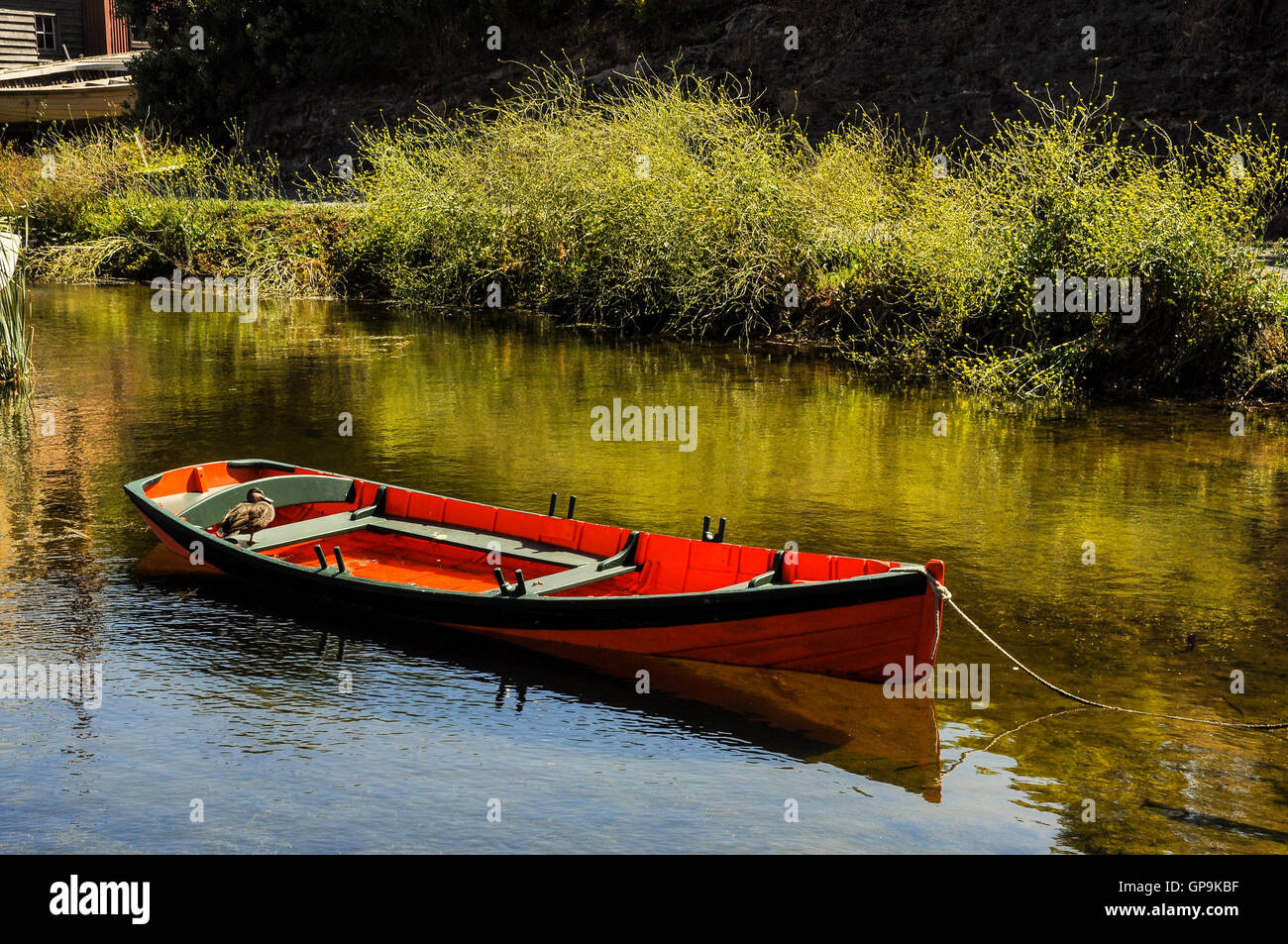 Les canards dans un bateau orange inondées. Banque D'Images