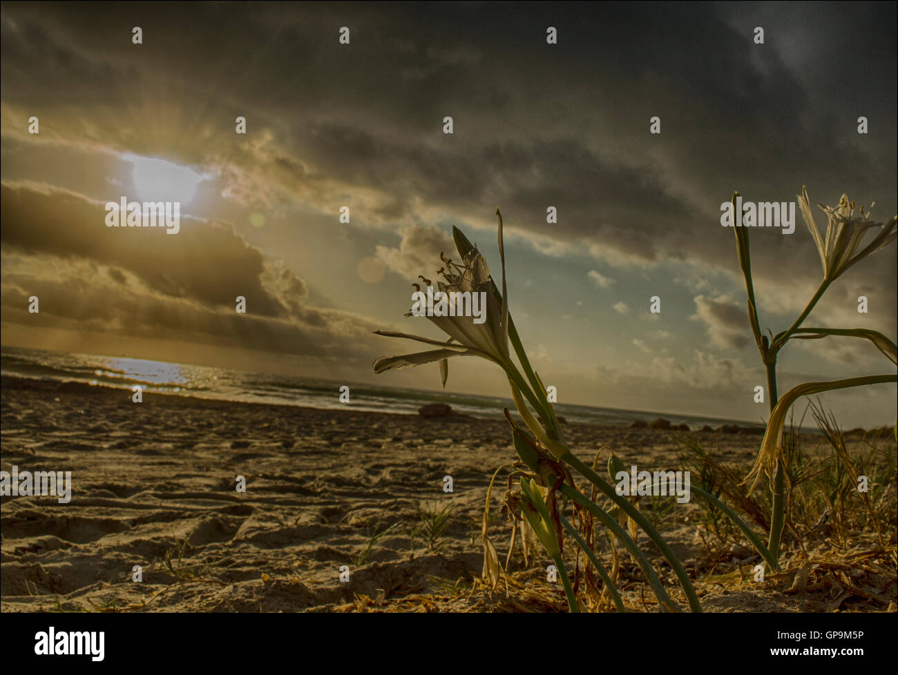 Au printemps Bois Bluebell Banque D'Images