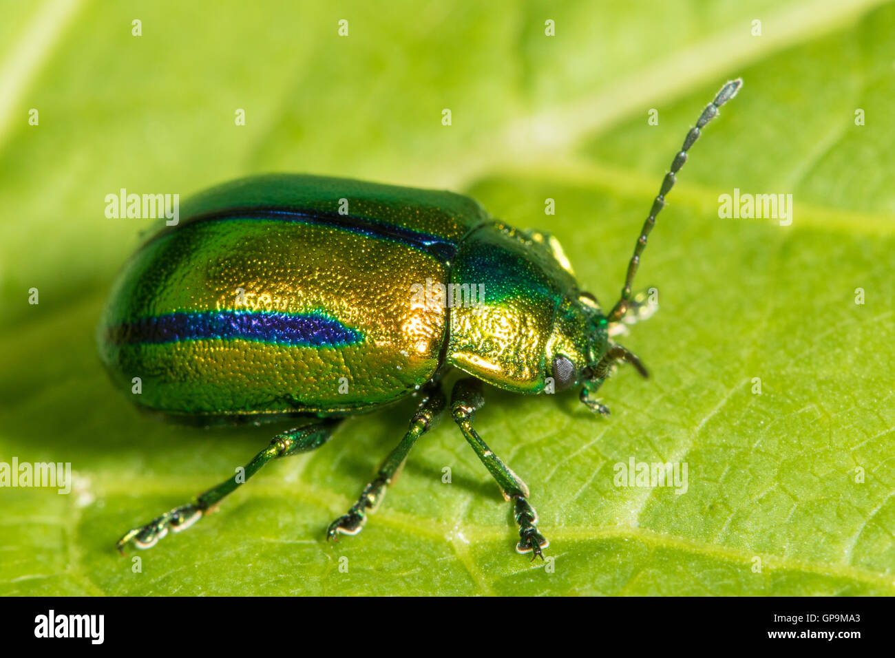 Dead-nettle leaf beetle (Chrysolina fastuosa) Banque D'Images