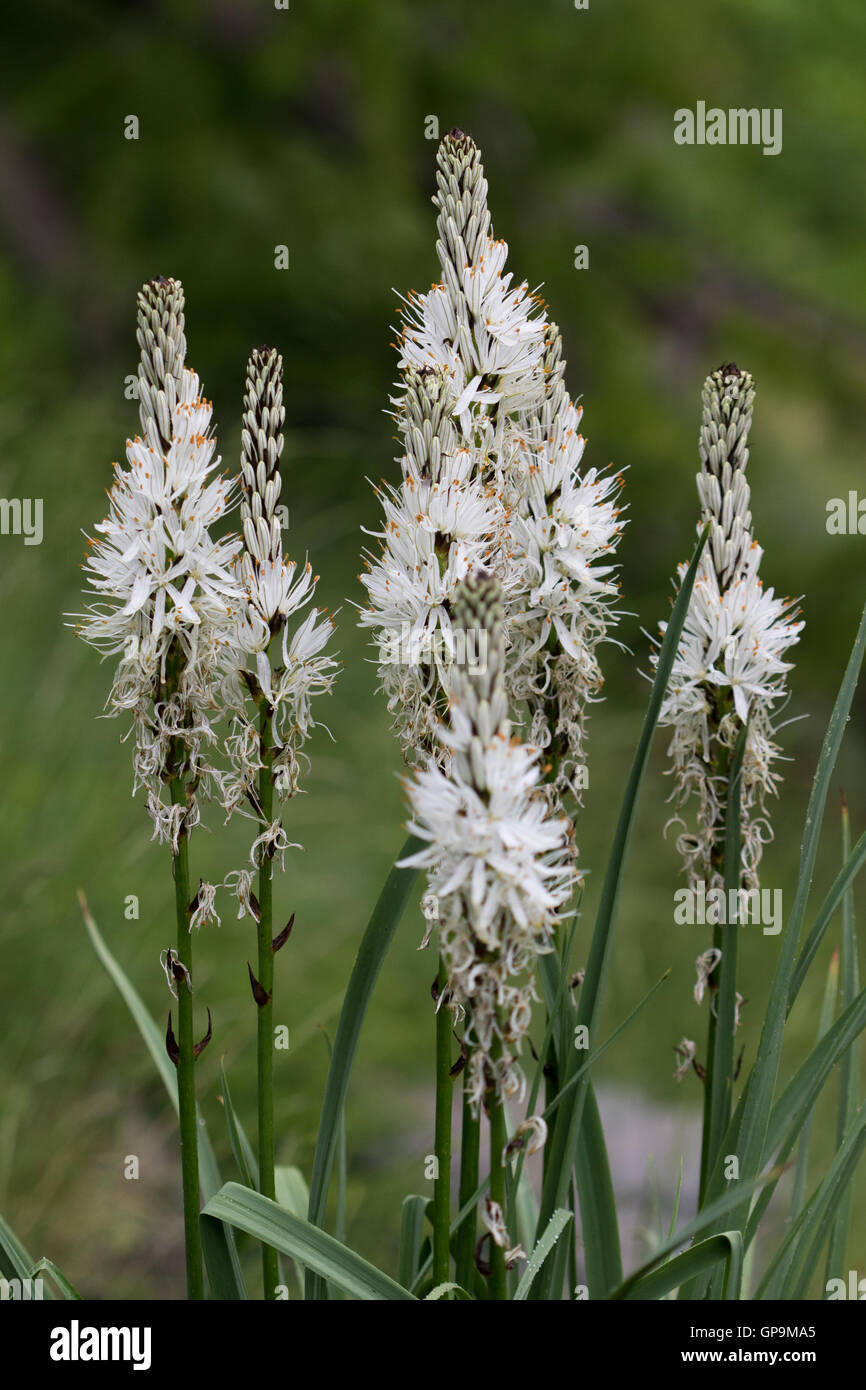 Asphodèle blanc (Asphodelus albus) fleurs Photo Stock - Alamy