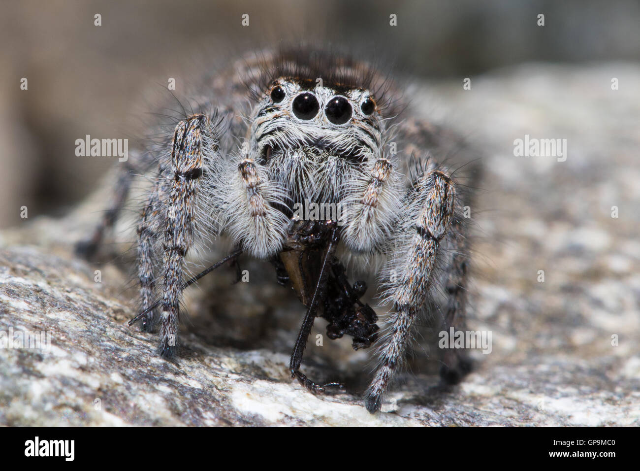 Les salticidae (Aelurillus v-insignitus) manger un punaises mirides Banque D'Images