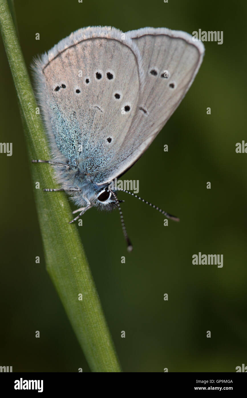 (Cyaniris semiargus Mazarine Blue) reposant sur une tige d'herbe Banque D'Images