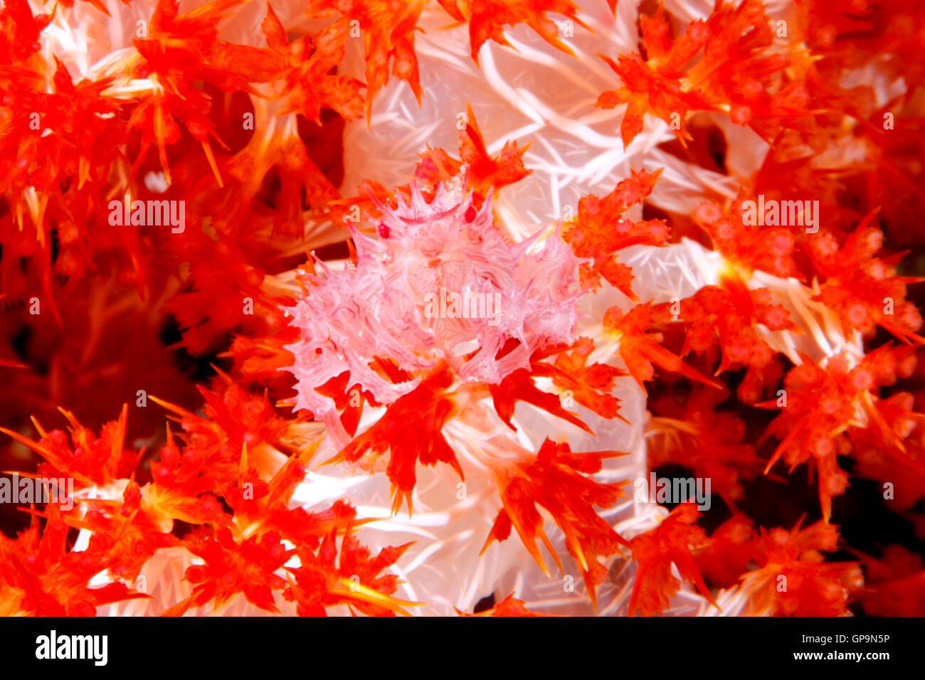 Crabe de coraux mous ou des bonbons, du crabe Hoplophrys oatesii. Banque D'Images
