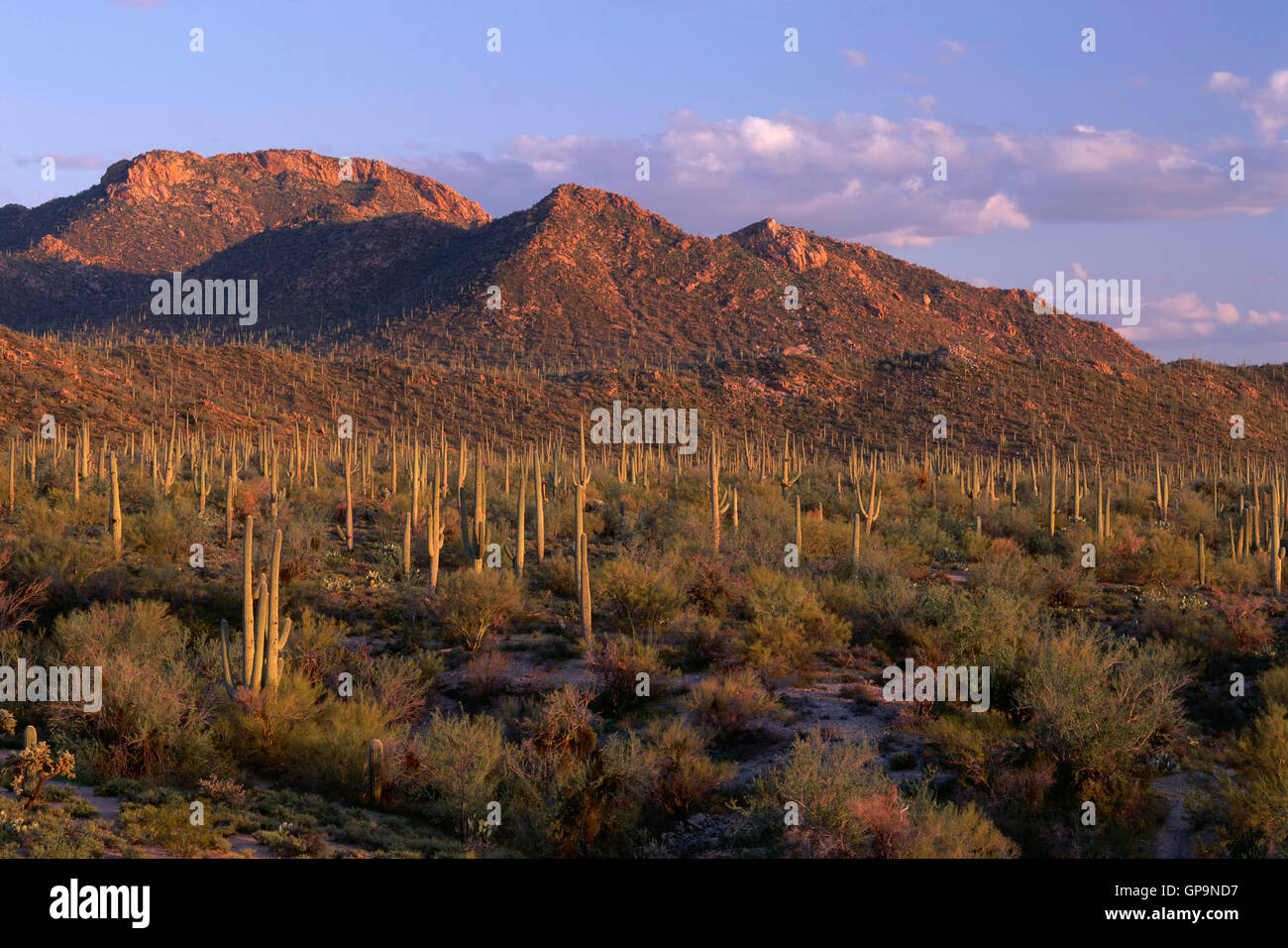 USA, Arizona, Saguaro National Park, lumière du soir sur saguaro cactus et des montagnes de Tucson de Signal Hill. Banque D'Images
