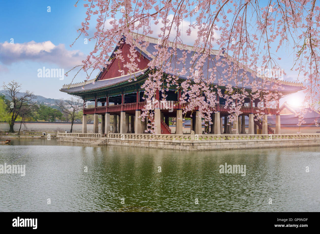 Fleur de cerisier au printemps de Gyeongbokgung Palace à Séoul, Corée. Banque D'Images