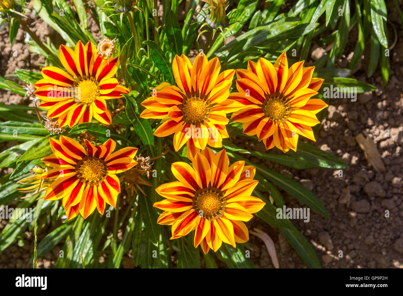 De belles fleurs de pétales de couleurs Banque D'Images