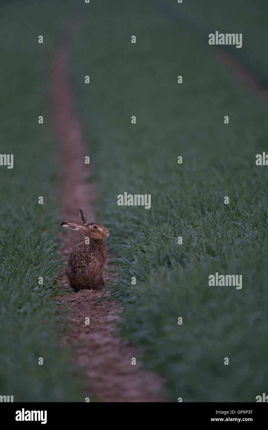 Lièvre brun (Lepus europaeus / Feldhase ) assis dans un champ de maïs vert entre l'herbe mouillée, tôt le matin, avant le lever du soleil. Banque D'Images