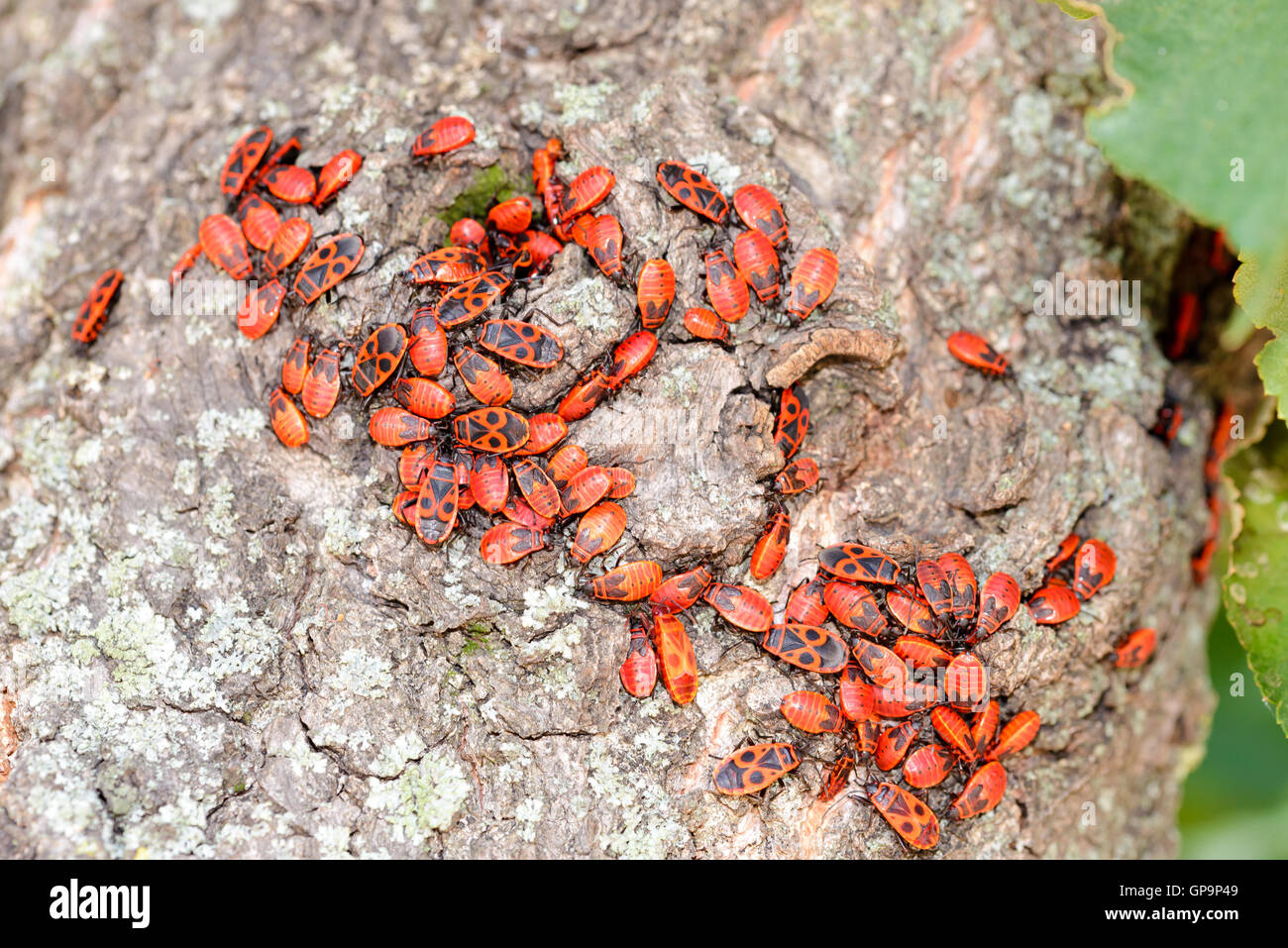 Colonie de noir et rouge Firebug ou Pyrrhocoris apterus, les adultes et les nymphes, sur un tronc d'arbre Banque D'Images