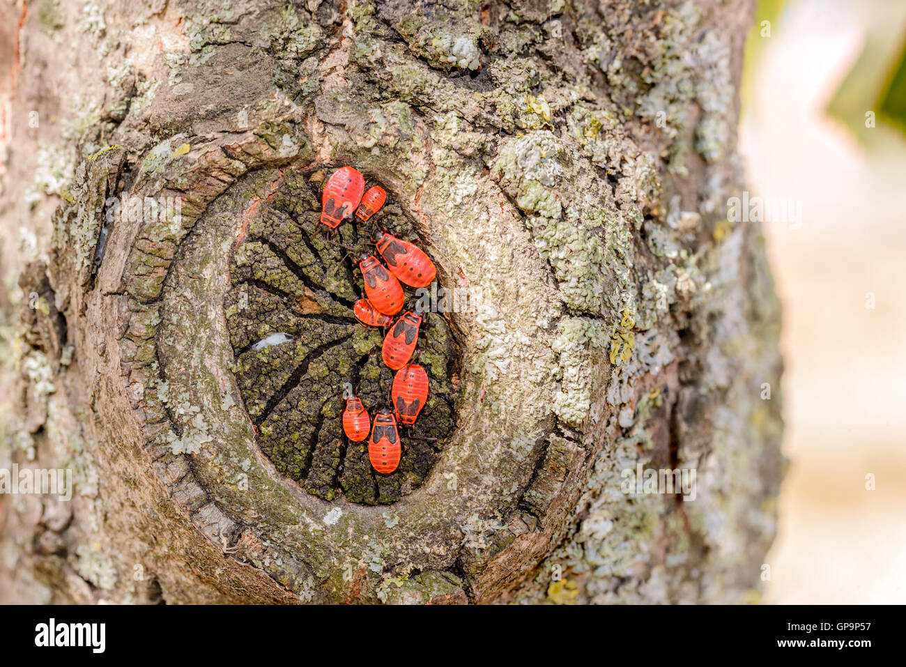 Colonie de noir et rouge Firebug ou Pyrrhocoris apterus, les adultes et les nymphes, sur un tronc d'arbre Banque D'Images
