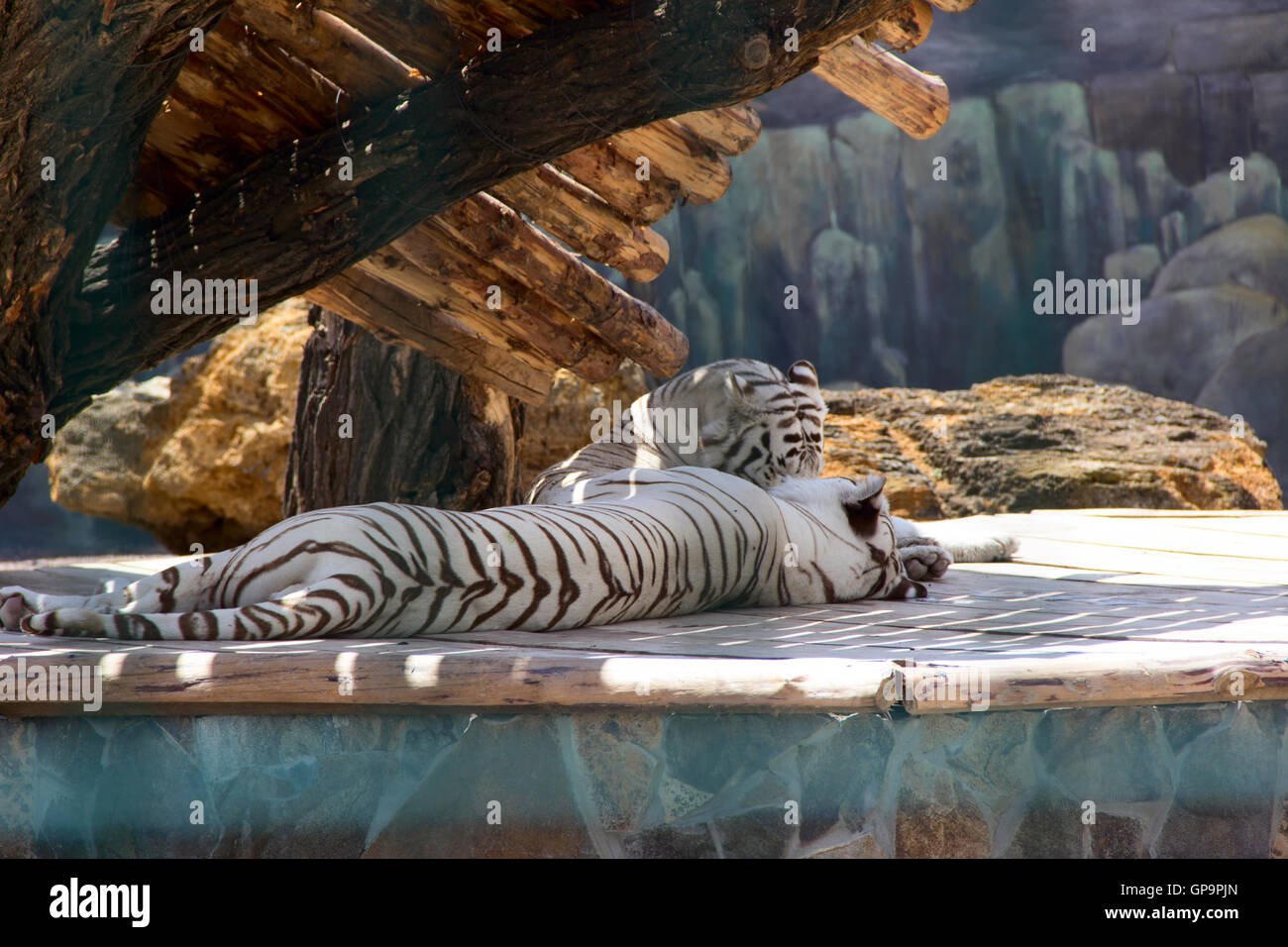 Famille de tigres blancs. photo Banque D'Images