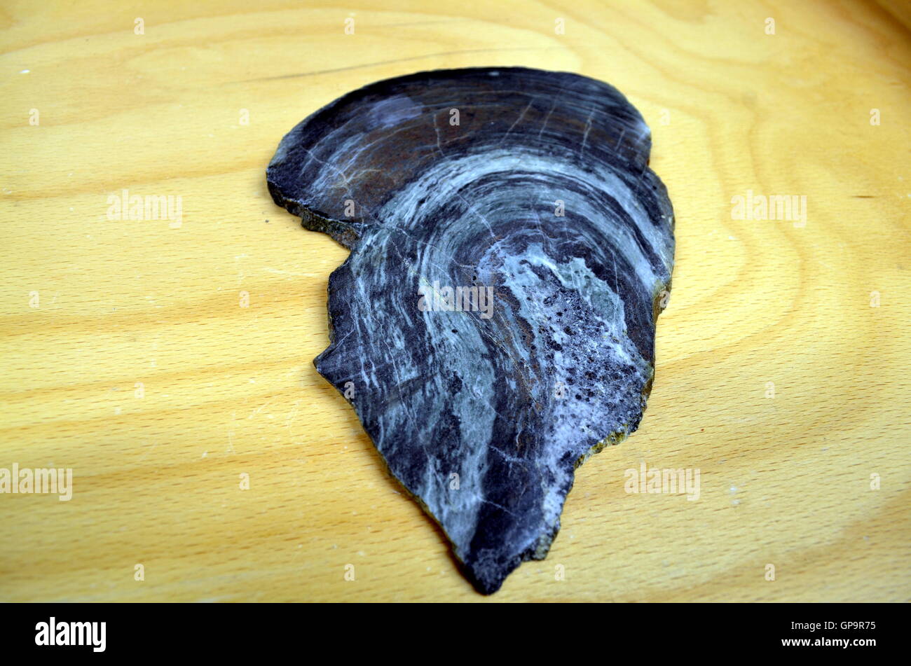 Noir et blanc à rayures deformated roche métamorphique en couches Banque D'Images