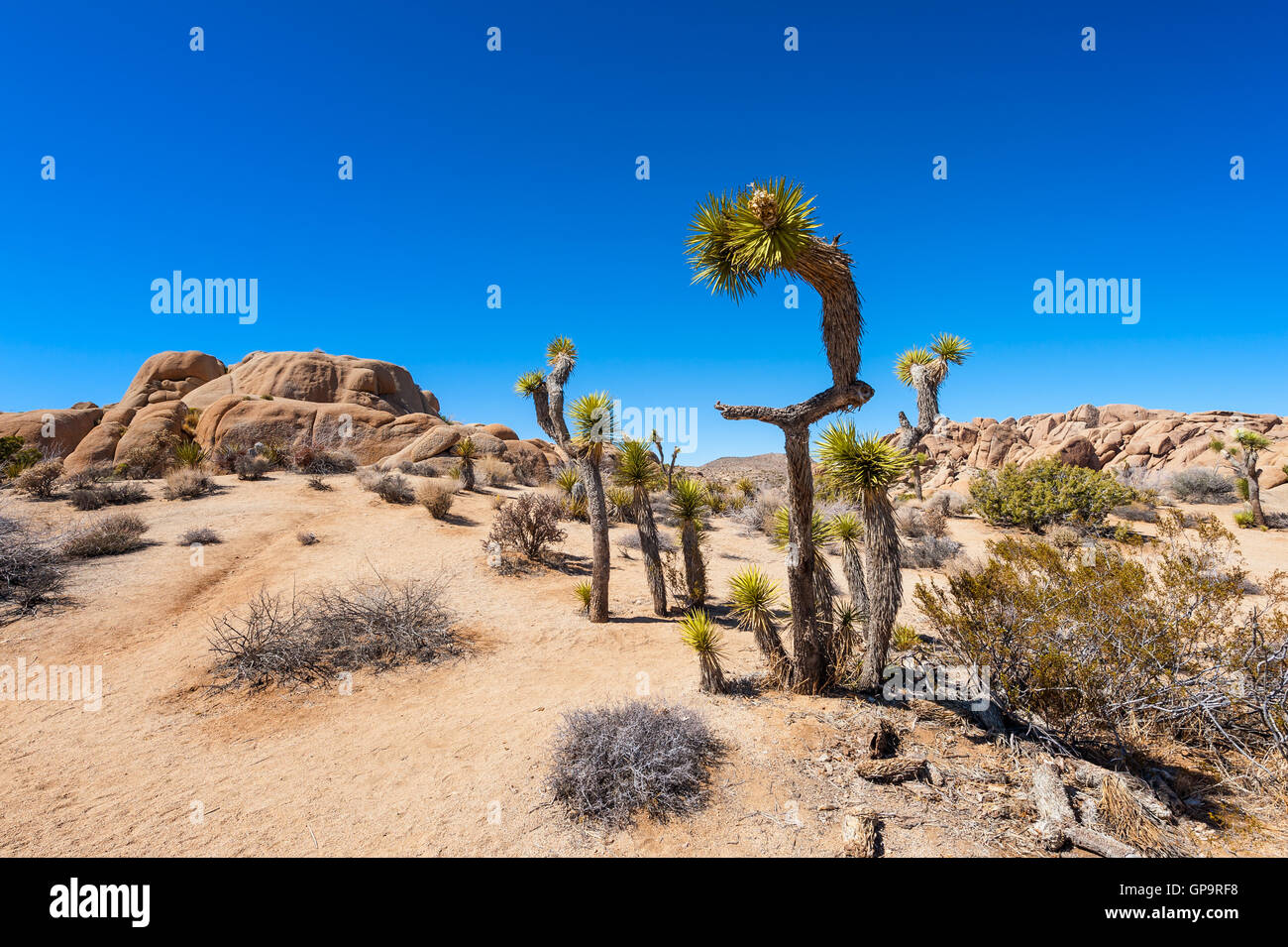 Joshua Tree National Park California USA Banque D'Images