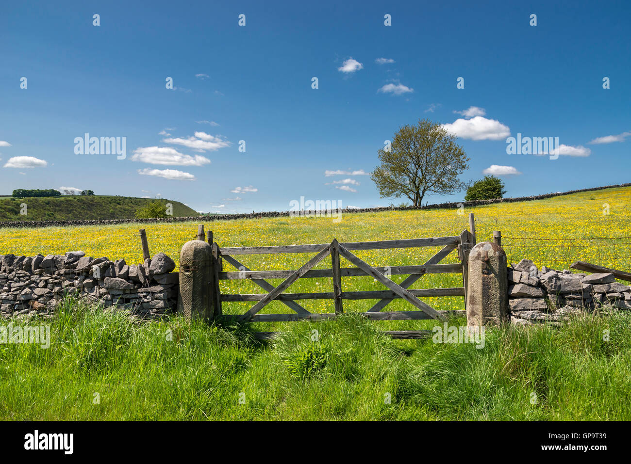 Un champ gate à une prairie estivale de renoncules jaunes avec un ciel bleu clair au-dessus. Banque D'Images