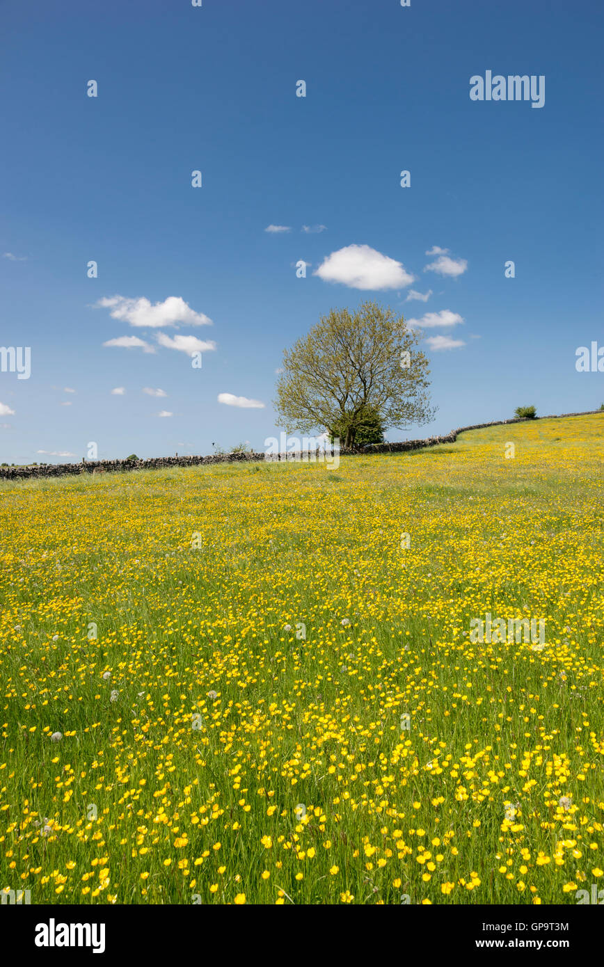 Un champ de renoncules par un beau jour du début de l'été avec ciel bleu clair au-dessus. Banque D'Images