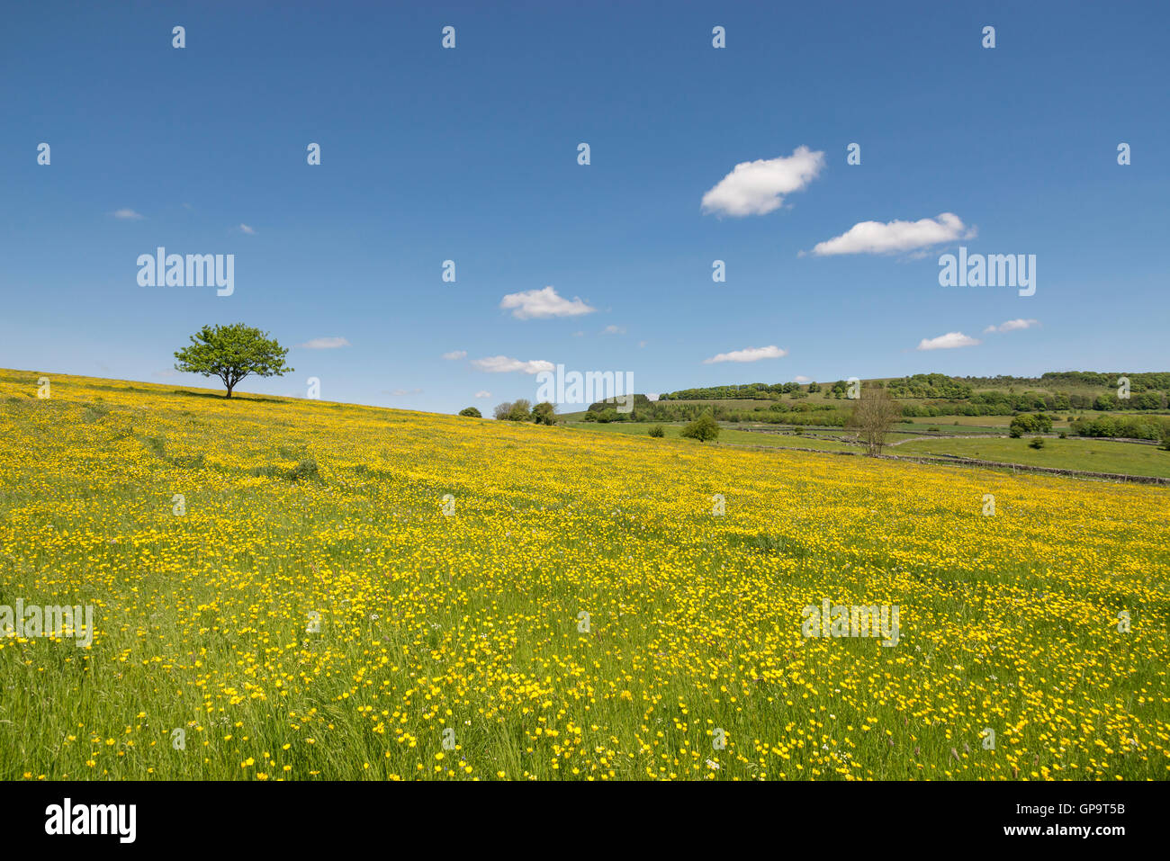 Un champ de renoncules par un beau jour du début de l'été avec ciel bleu clair au-dessus. Un arbre isolé sur la ligne d'horizon. Banque D'Images