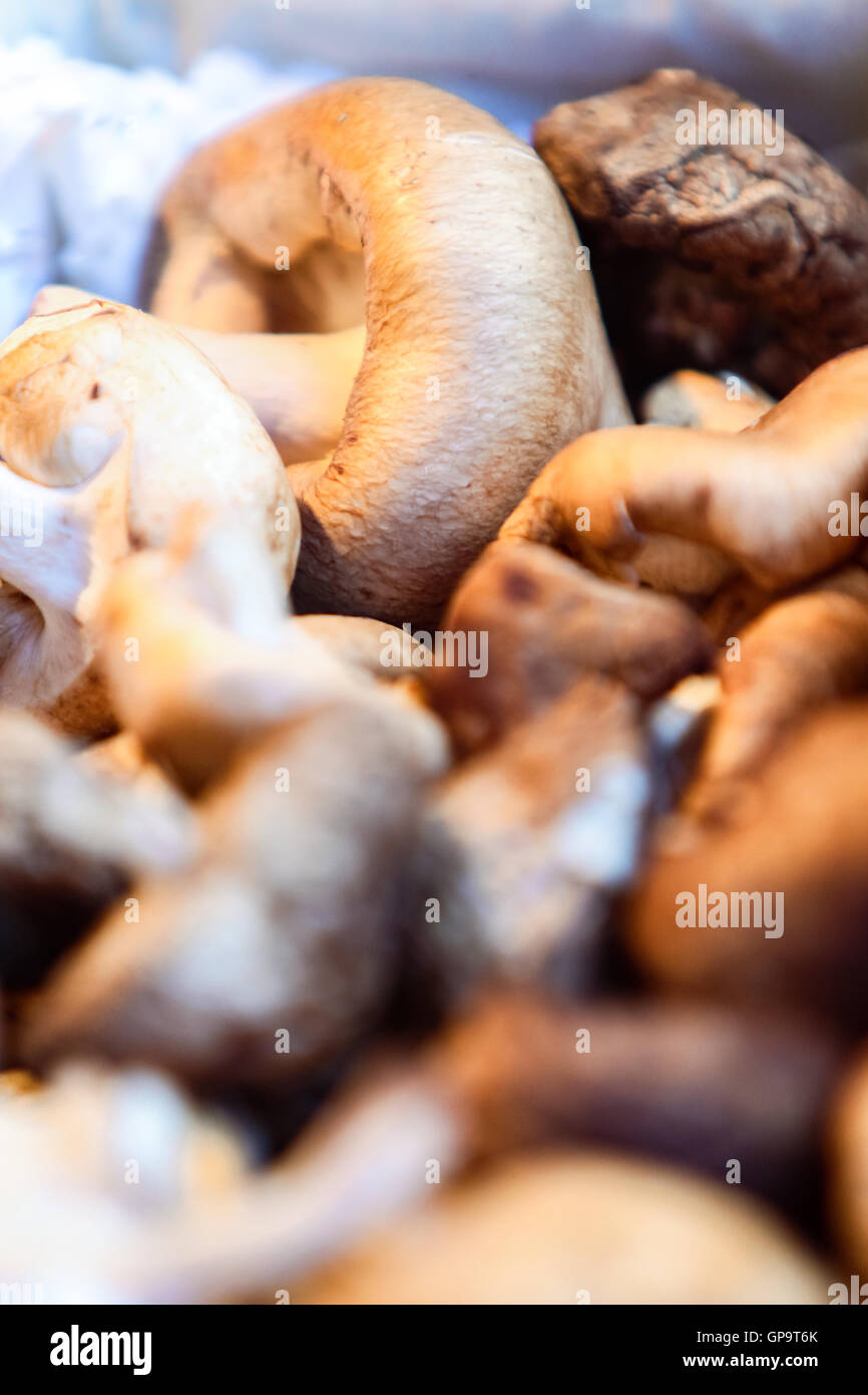 Closeup détail des champignons shiitake Banque D'Images