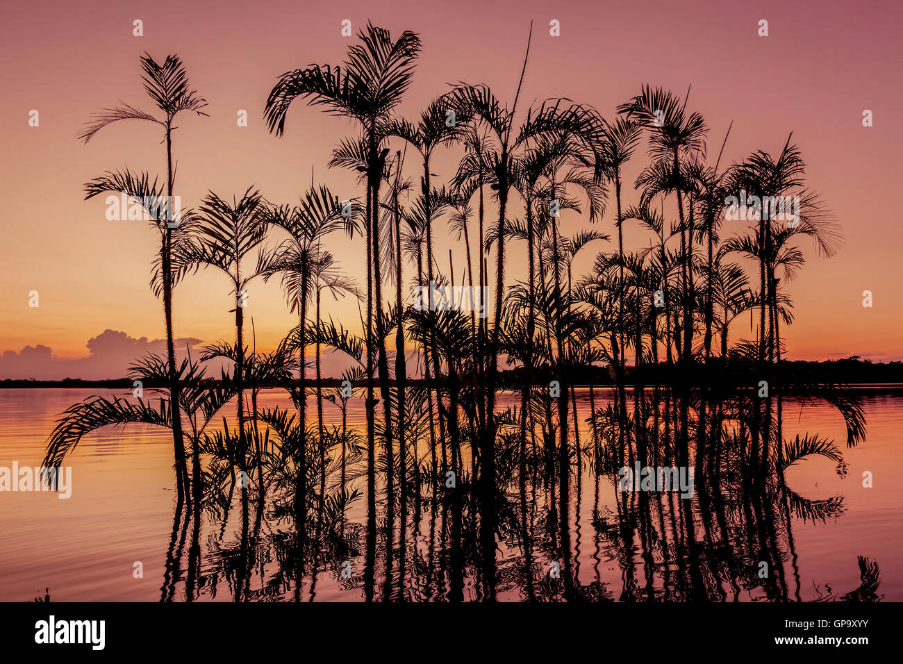 Palm Tree silhouette sur le coucher du soleil Orange Ciel dans la réserve faunique de Cuyabeno, Equateur Banque D'Images