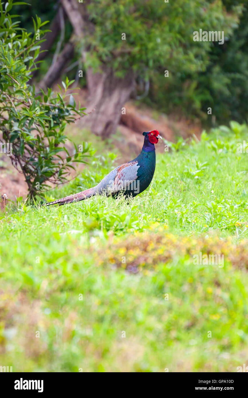Mâle Vert faisan dans le champ.. Le faisan vert, également connu sous le nom de faisan vert japonais, est originaire de l'archipel japonais. Banque D'Images