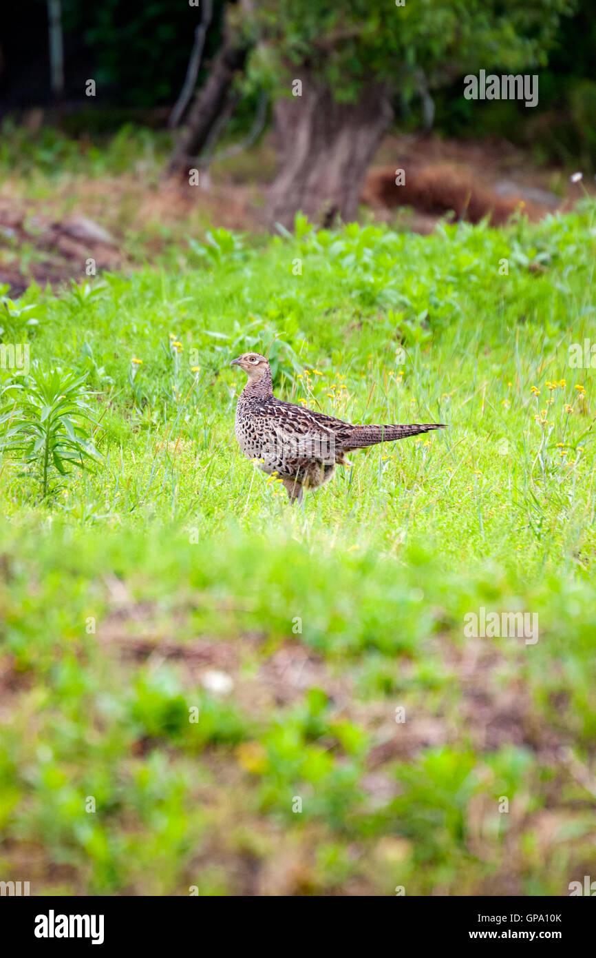 Faisan vert femelle. Le faisan vert, également connu sous le nom de faisan vert japonais, est originaire de l'archipel japonais. Banque D'Images