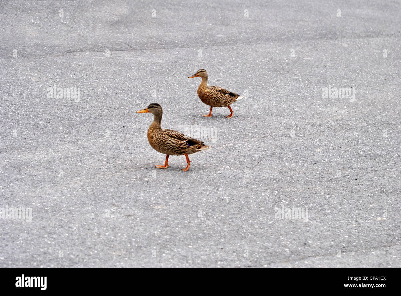 Deux femmes Le Canard colvert sur la Chaussée de marche Banque D'Images