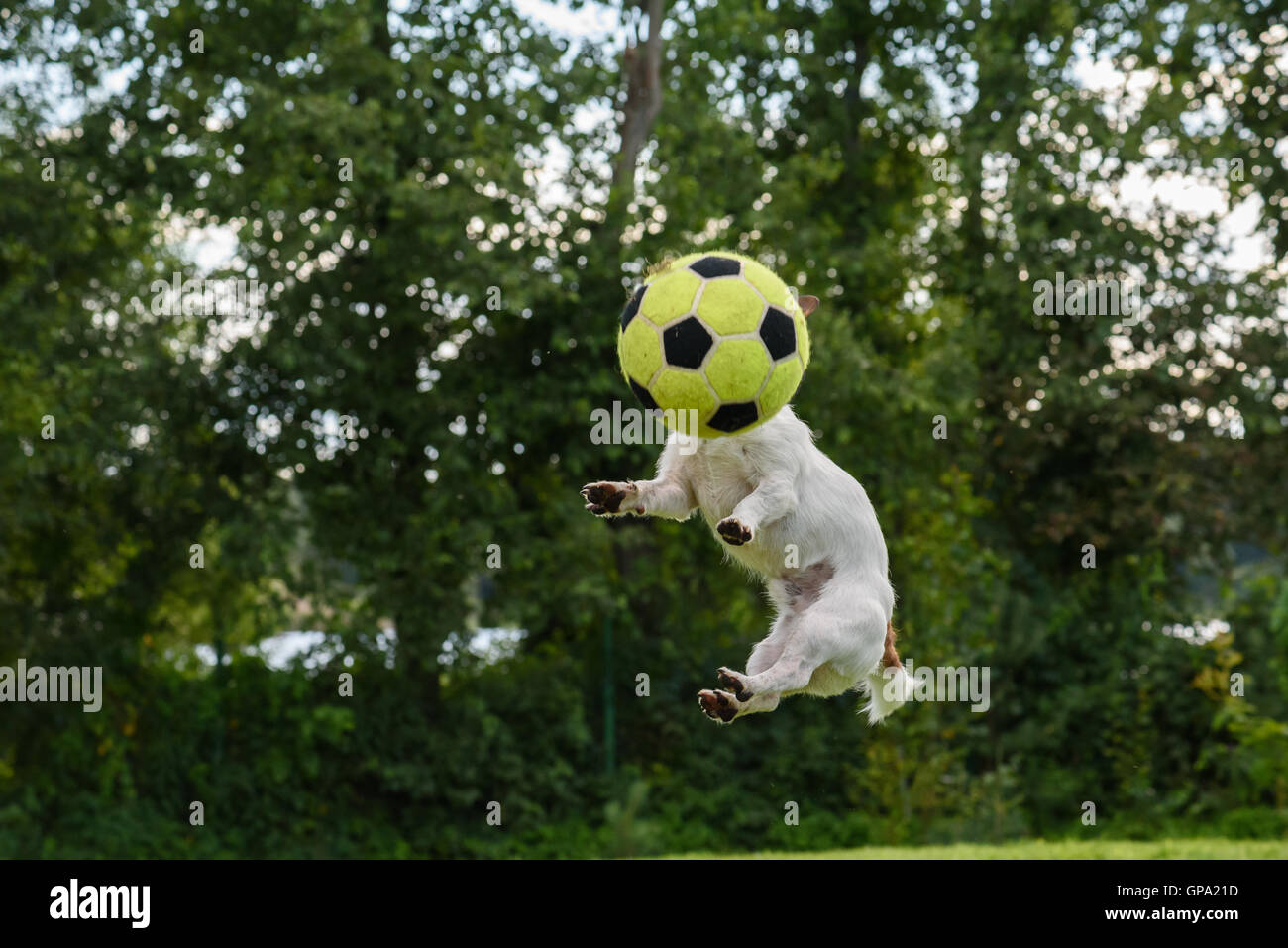 Vue avant du chien avec ballon de soccer au lieu de sauter la tête haute Banque D'Images
