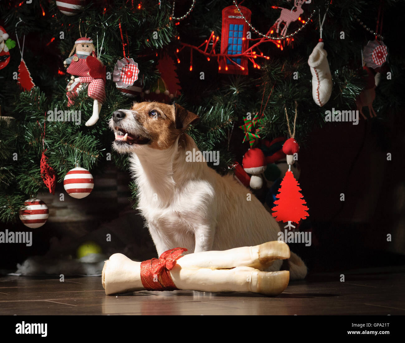 Chien heureux à présent dans le cadre de Nouvel An des arbres Banque D'Images