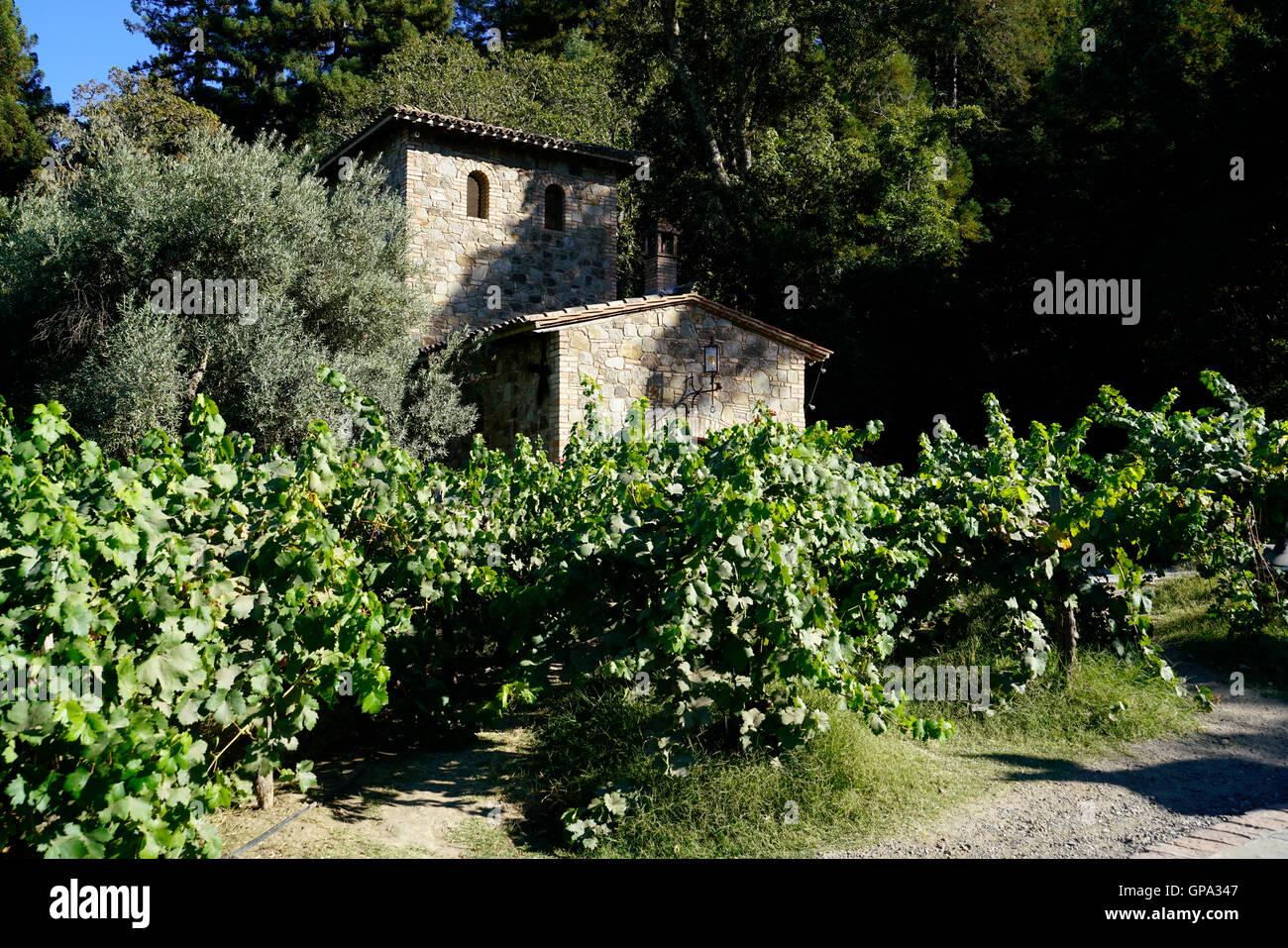 Maison de gardien dans le vignoble de Castello di Amorosa Winery près de Calistoga Napa Valley..California,USA Banque D'Images