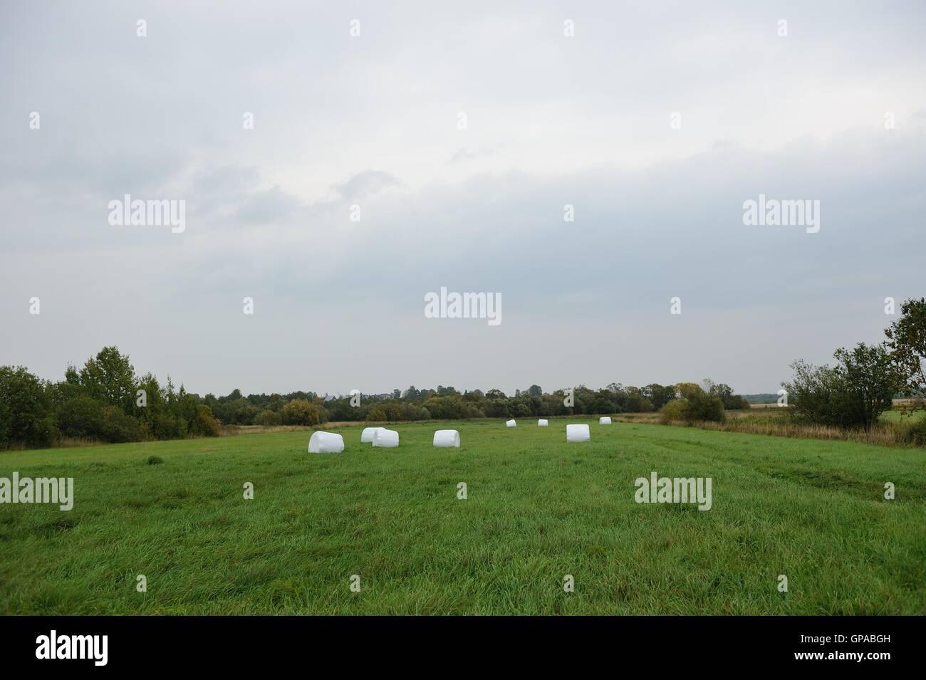 Paysage étrange et original avec l'herbe paniers en balles de polyéthylène. Banque D'Images