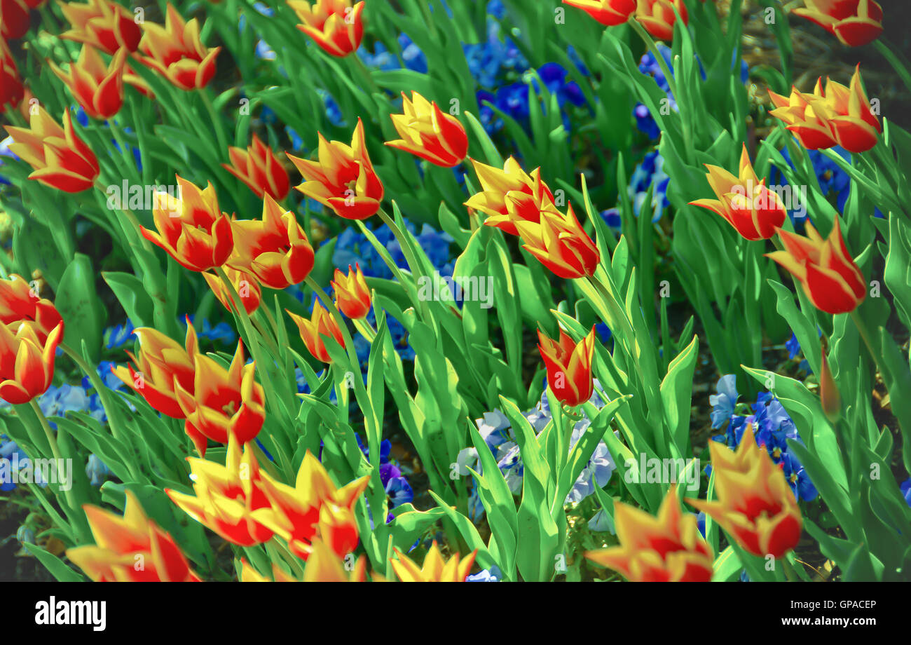 Un champ plein de fleurs de couleurs différentes. Banque D'Images