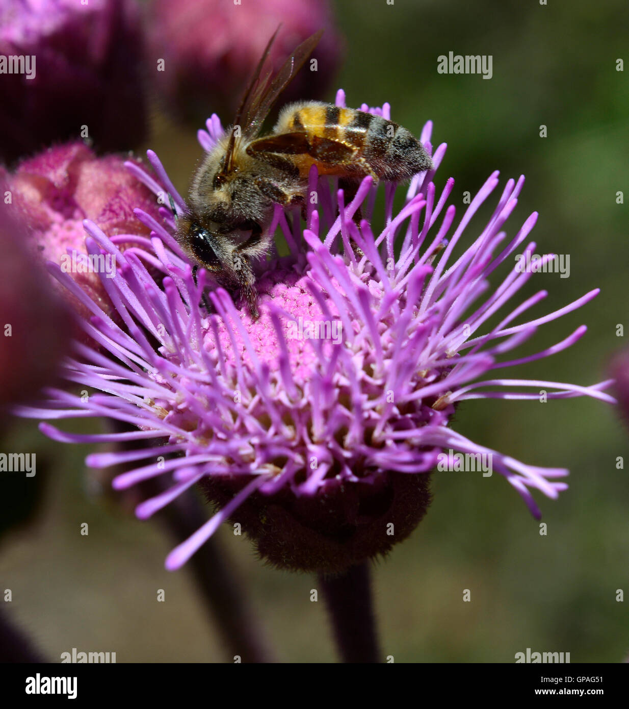 Close up macro d'abeilles sauvages qui travaillent dur et butiner sur un nectar pourpre rose fleur sauvage pom-pom. Banque D'Images