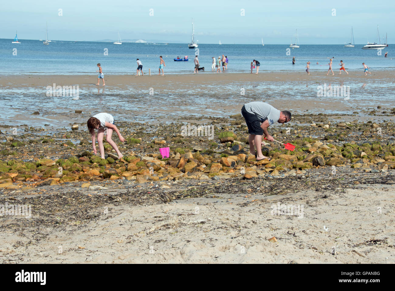 La recherche de coquillages et de crabes sur la plage de Studland Bay, Dorset, UK Banque D'Images
