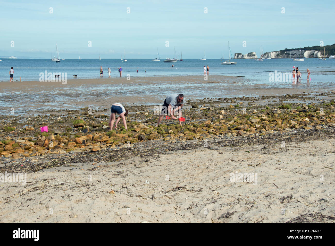 La recherche de coquillages et de crabes sur la plage de Studland Bay, Dorset, UK Banque D'Images
