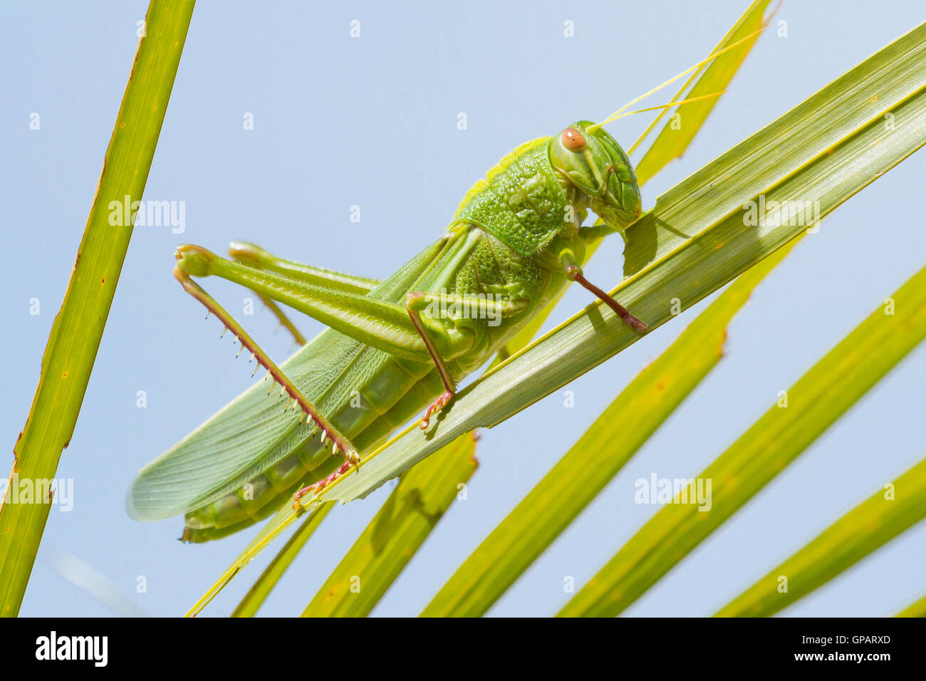 Grande sauterelle, mange de l'herbe Banque D'Images