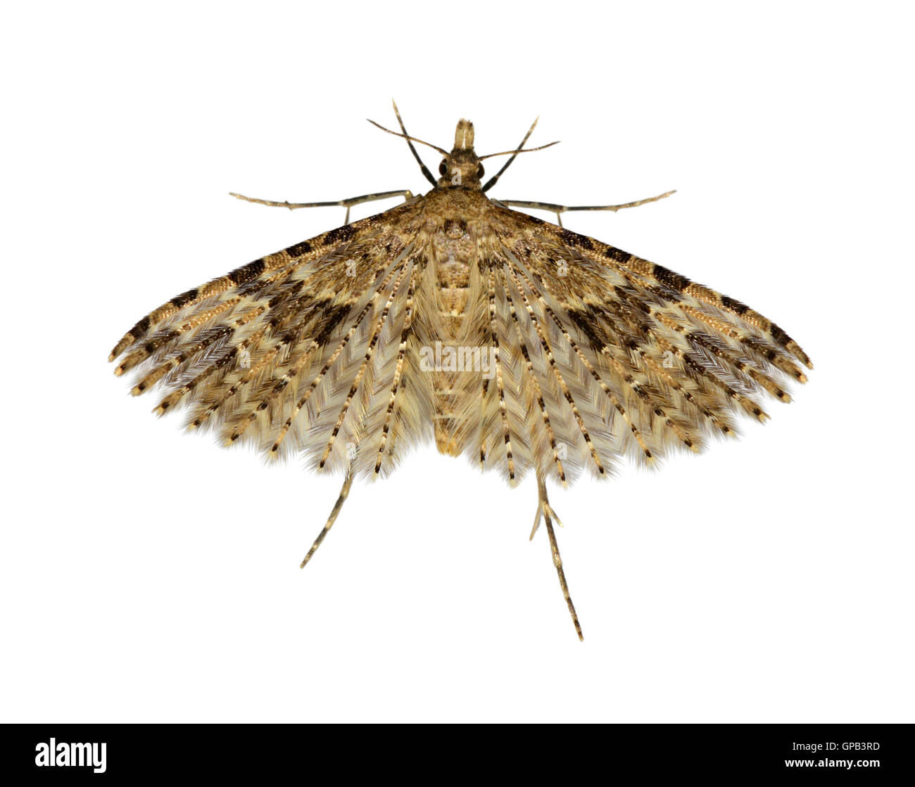 44,001 (1288) Vingt-plume Moth - Alucita hexadactyla Banque D'Images