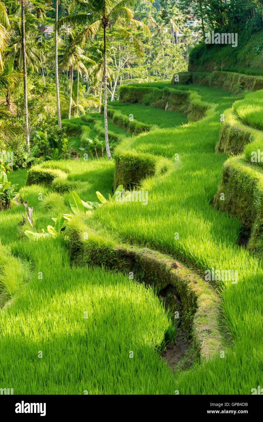 Célèbre attraction de Ubud - Les rizières en terrasses de Jatiluwih à Bali, Indonésie Banque D'Images