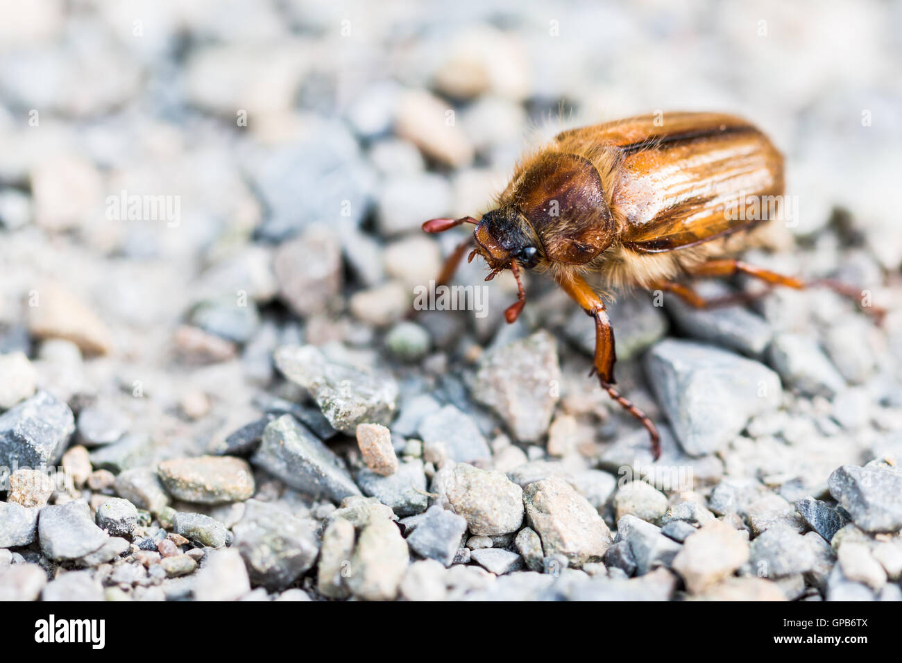 Bug peut marcher sur la chaussée dans la lumière du soleil Banque D'Images