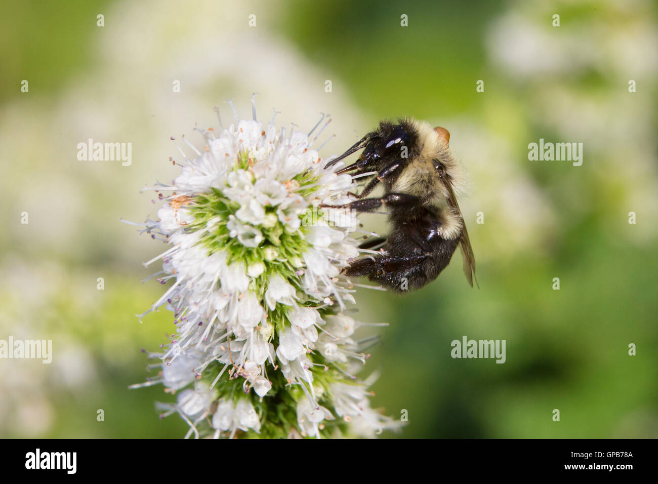 Bombus impatiens, la politique commune de l'est de bourdon Banque D'Images