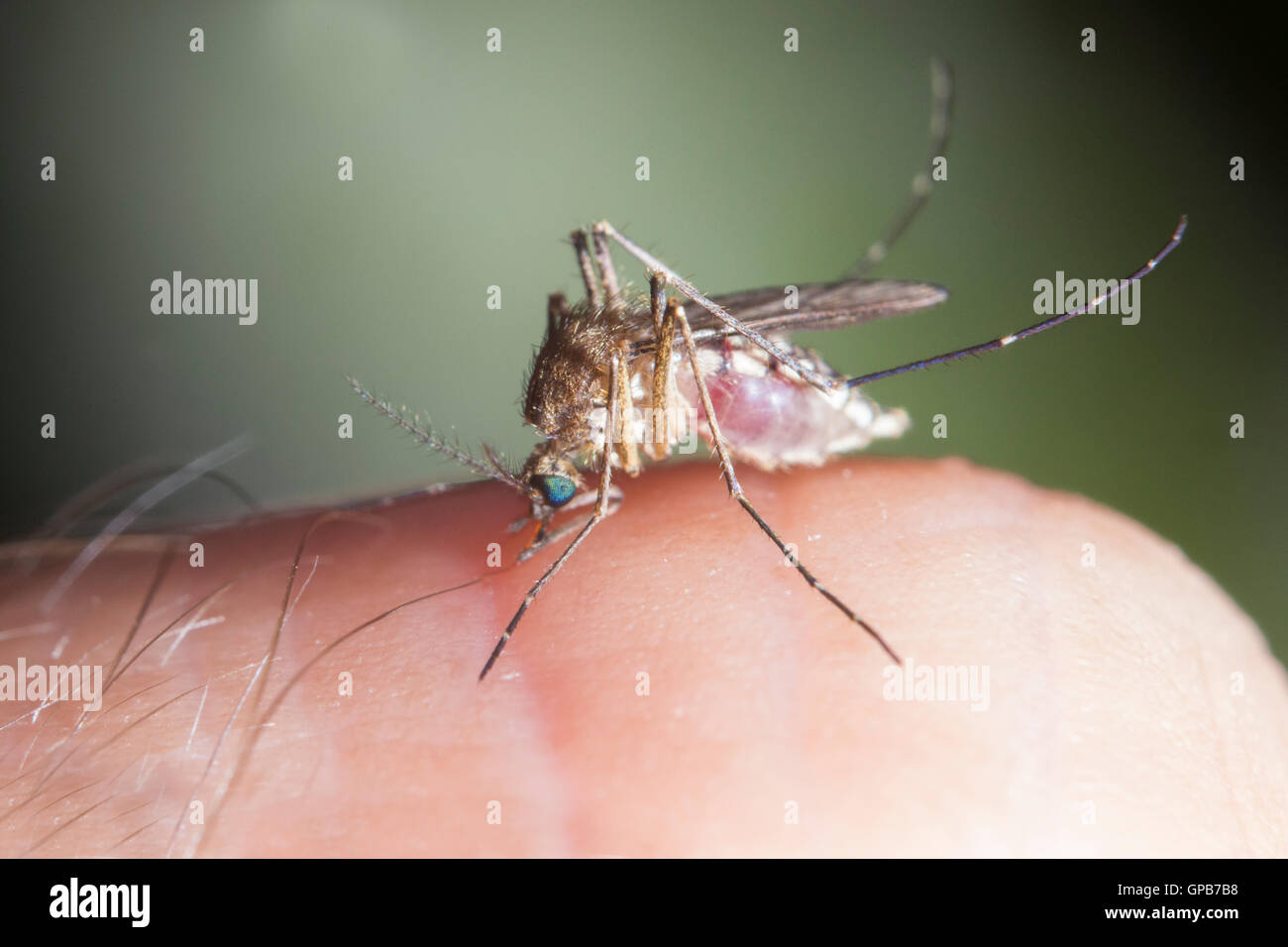 Moustique alimentation avec du sang humain Banque D'Images Moustique alimentation avec du sang humain Banque D'Images