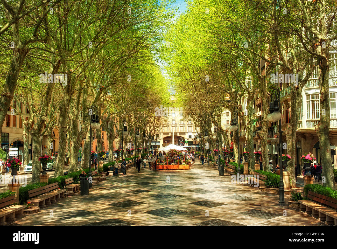 Boulevard né dans l'ombre de platanes, Palma de Mallorca, Espagne, Europe Banque D'Images