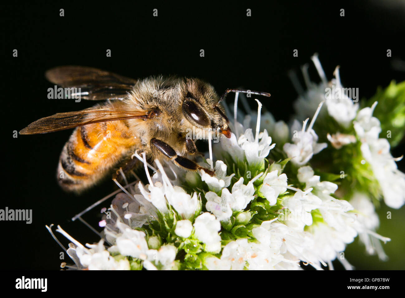 Abeille à miel (Apis mellifera) la collecte de nectar et pollen sur Mentha sachalinensis est connu par le nom commun de la menthe du jardin Banque D'Images