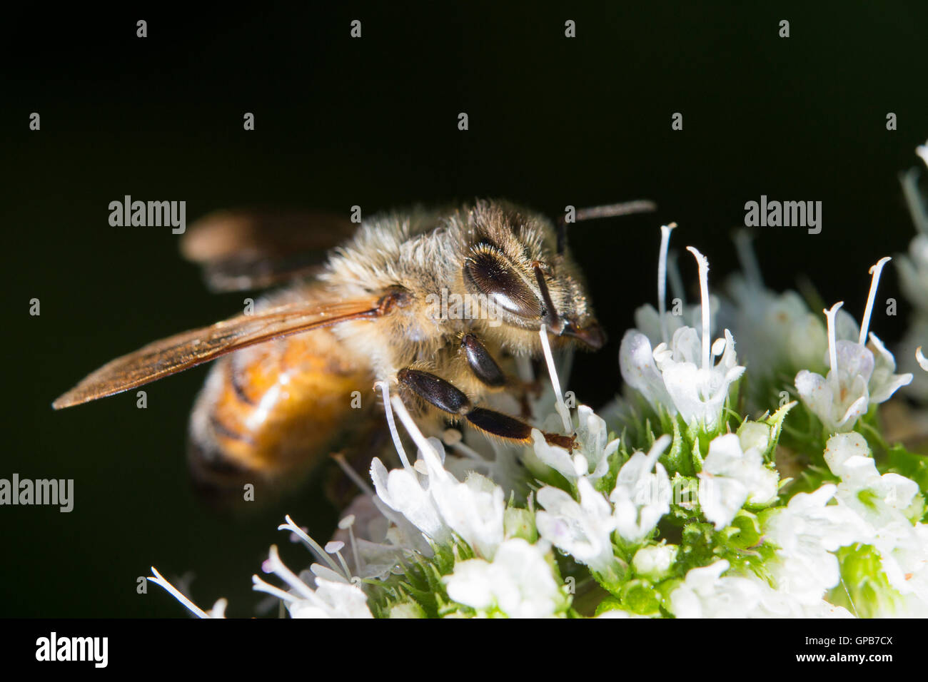 Abeille à miel (Apis mellifera) la collecte de nectar et pollen sur Mentha sachalinensis est connu par le nom commun de la menthe du jardin Banque D'Images